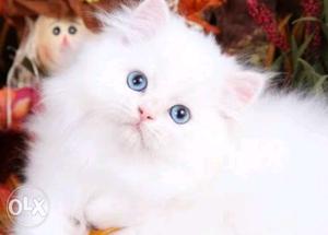Long Fur White Persian kitten