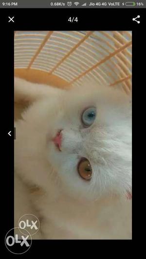 Male Persian cat Double colour eyes 1 year old