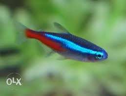 Neoan tetra sell at low price