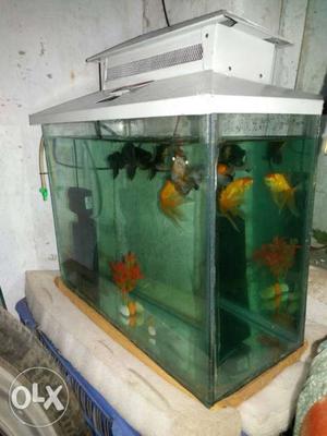 New Aquarium size lenght - 1.6 feet... hight - 1