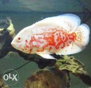 Oscar fish-albino red skin