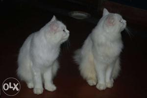 Persian Cats... Doll faces.. Male and Female