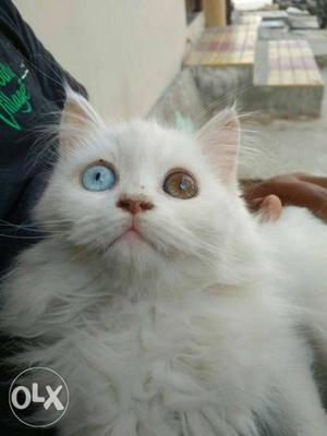 Persian Female cat, 4 months old, odd eyes.