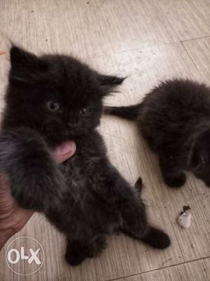 Persian cat full black