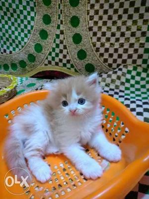 Persian cutie cat female one month