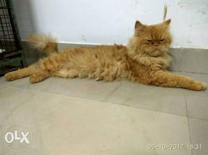 Persian male cat for Matting only, healthy and