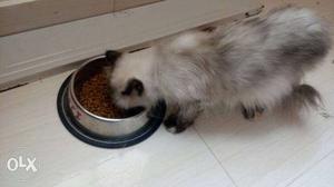 Proven pair Persian cats male nd female 14k for pair male
