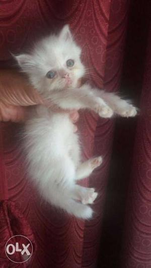 Pure breed female white persian kitten available