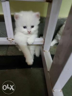 Pure pershian white cat with white eyes
