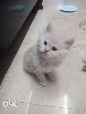Pure persian cute kitten for sale in jaipur