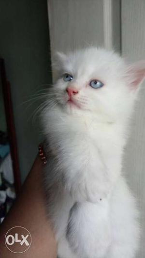 Pure white with blue eyes & golden color Kittens