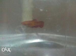 Red betta fish at cheap rate dm me fast to grab