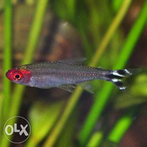 Rummy Nose tetra 80 rs per pc for sell