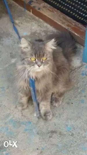 Siberian persian male cat