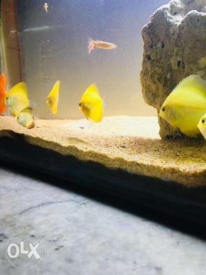 Solid yellow discus directly imported Call