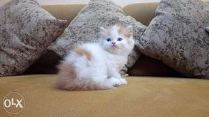 Very long fur full brown persian cat and kitten for sale cod