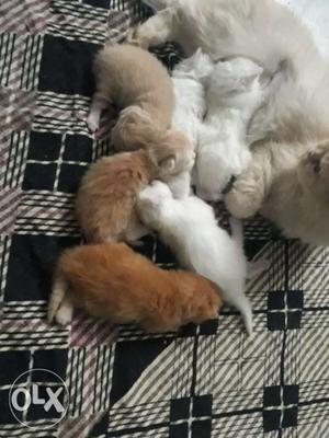 White Cat With Kittens