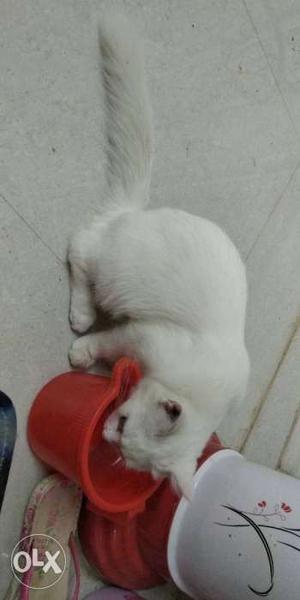 White Persian Cat Male 4months old with odd