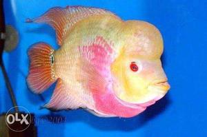 Yellow And Pink Flowerhorn Cichlid