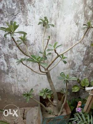 Adenium ka plant