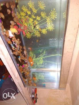 Fish tank for sale. Fish and fish tank sale the