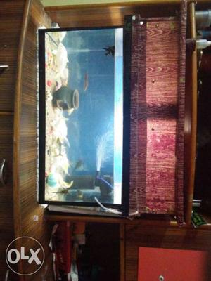 Fish tank with fishes and acceriess