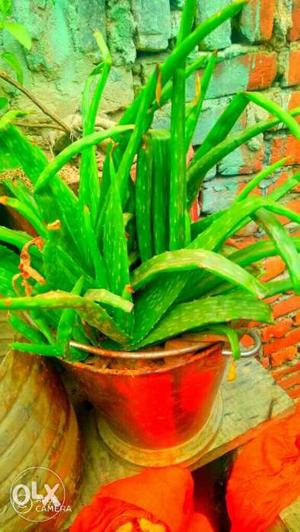 Green Aloe Vera Plant With Pot