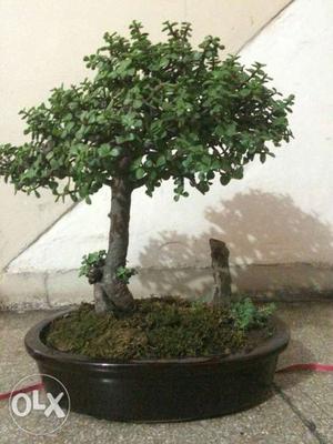 Green Bonsai Tree