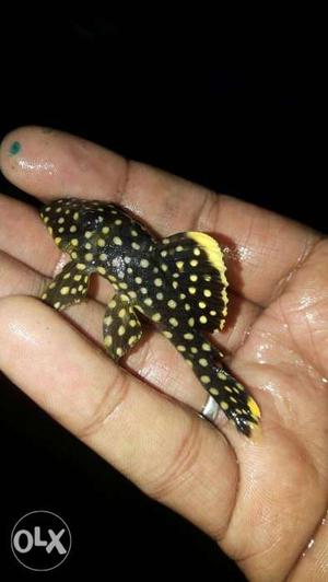 Imported pleco L series available.