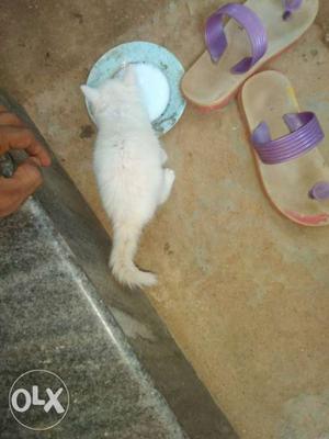 Person cat white 1 month only