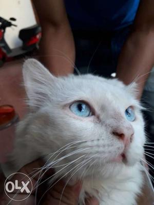 13mnths proven male blue eyes white