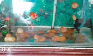 14 pc malasian discuss fish for sell. 2.5-3inch