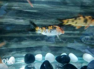 2 Koi Carp Fish (Diamond koi carp) Black / white orange