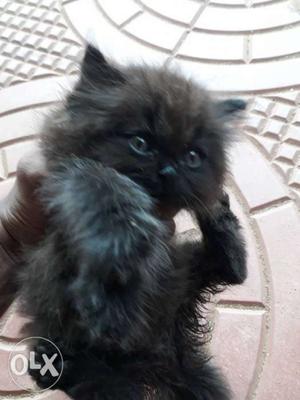 2 months old male Persian cat,pure qulity and