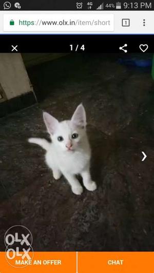2 months old white kitten potty trained