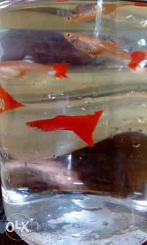 2 pair fan tail full red guppy for sale