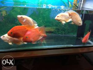 3 nos.large size red fishes & 2 pairs of Mango