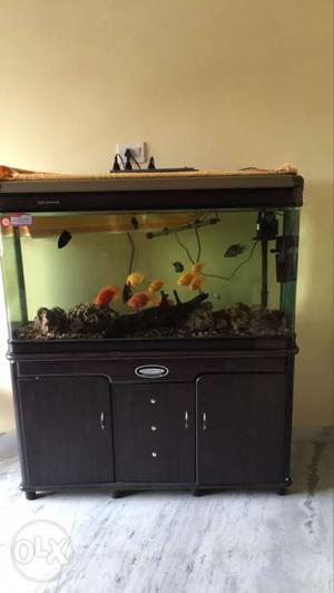 4 inch moulded tank for sale along with fishes.