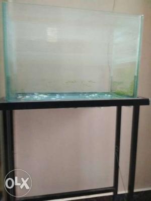 5 months old free 2kg white stone