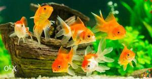 6 gold fish with aquarium plants for sale.price
