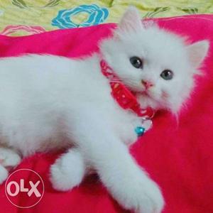 All types of persian cats kittens and all variety