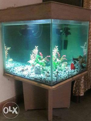 Aquarium 2ft ×2ft×2ft with wooden top and Table