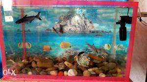 Aquarium & fishes,stons,filteroxygen with