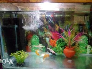 Aquarium size 3.5x1 Height 1.25 with 5 Fishes,