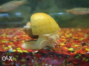 Beige And Brown Snail