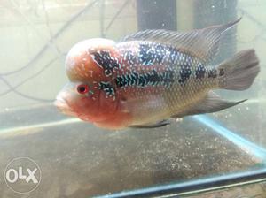Best super red dragon flowerhorn good quality and