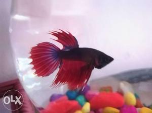 Betta fish with special food 3 months old Betta