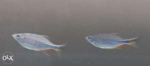 Blue Rainbow Fish