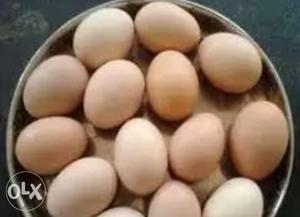 Bv 380 eggs for sale