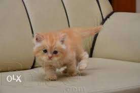 CASH ON DELIVERY pure persiaan kitten for sale in patna VERY